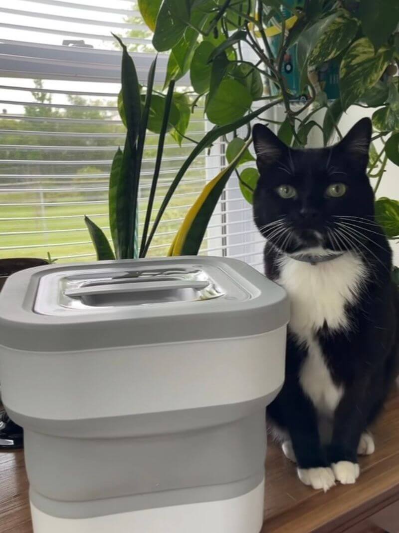 Black and white cat sitting next to a collapsible water bucket on a windowsill with plants in the background.